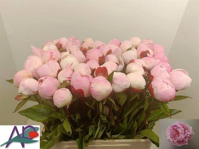 <h4>PAEO L GARDENIA</h4>