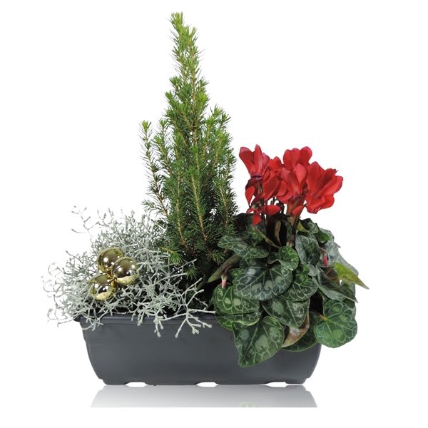 <h4>Arrangement in Balkonbak 27 cm Kerst</h4>