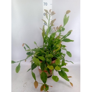 Rhipsalis   ...