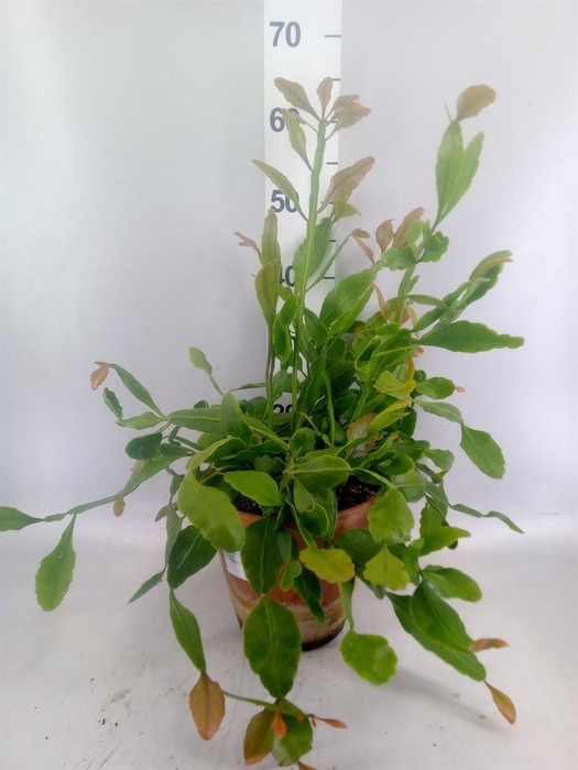 <h4>Rhipsalis ...</h4>