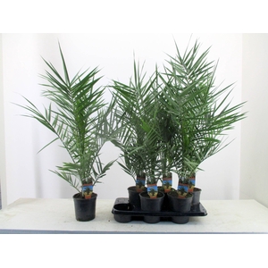 PHOENIX CANARIENSIS
