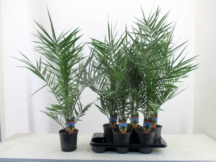 <h4>PHOENIX CANARIENSIS</h4>