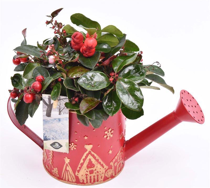 <h4>Zink gieter Kerstopdr. ro 10/24cm</h4>