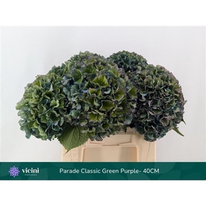 Hydr Parade Classic Green Purple 40 cm Vicini