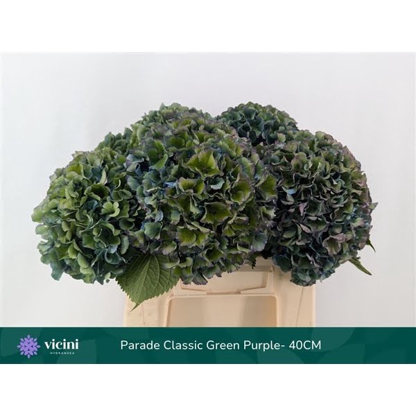 <h4>Hydr Parade Classic Green Purple 40 cm Vicini</h4>