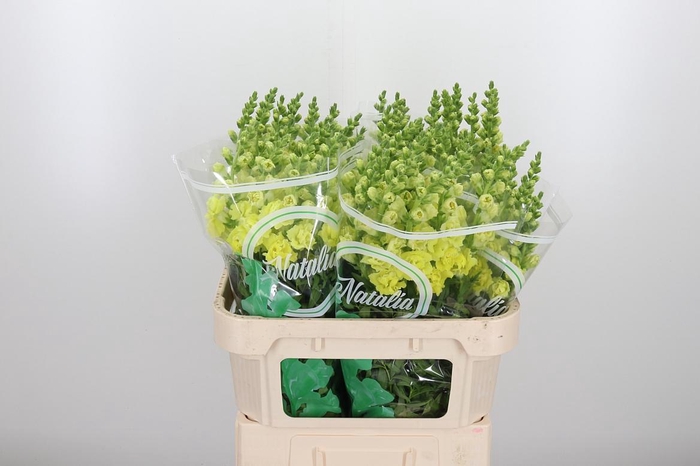 <h4>Antir Ho Dou Yellow</h4>