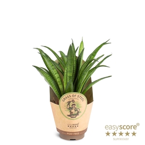 SANSEVIERIA HYBRID