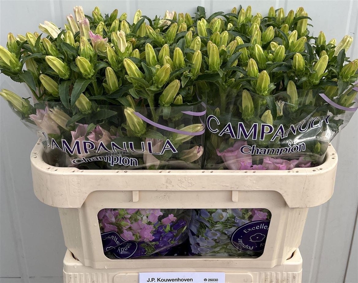 <h4>Campanula medium 'Campana Pearl Pink'</h4>