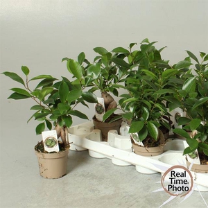 Ficus mi Ginseng 9Ø 30cm 1pp