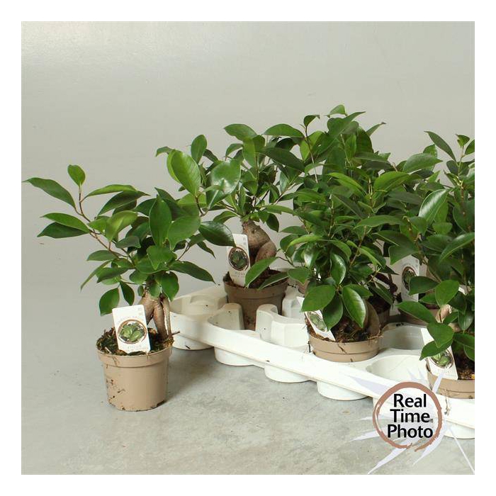 <h4>Ficus mi Ginseng 9Ø 30cm 1pp</h4>