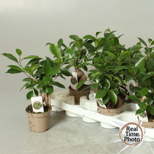 Ficus mi Ginseng 9Ø 30cm 1pp