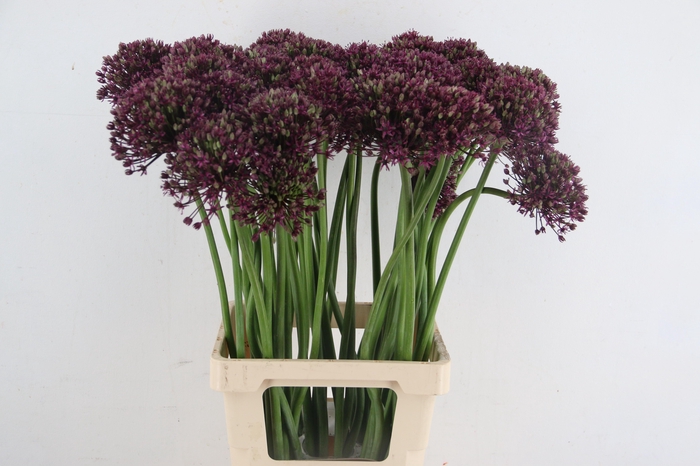 <h4>ALLIUM MIAMI</h4>