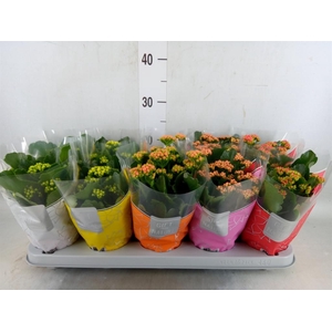 Kalanchoe blos. 'Perfecta'  ..mix 5