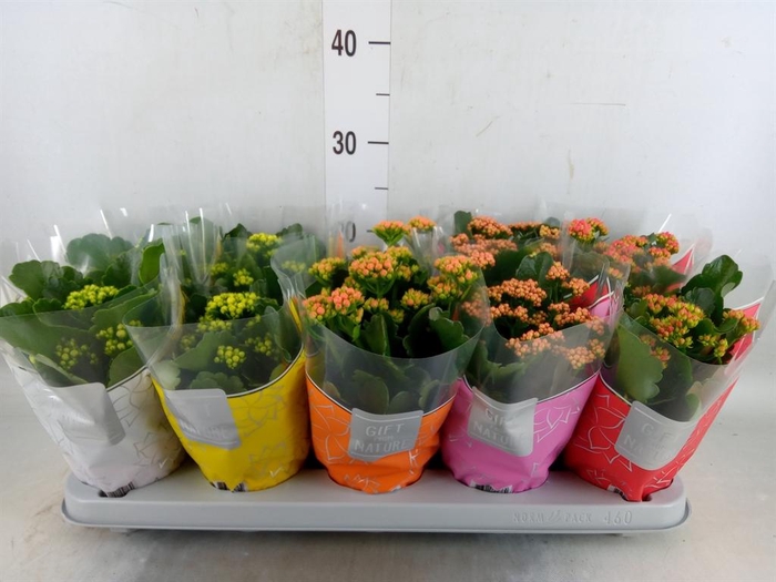 <h4>Kalanchoe blos. 'Perfecta'  ..mix 5</h4>