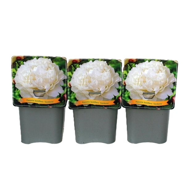 <h4>Paeonia lactiflora 'Gardenia' C5</h4>