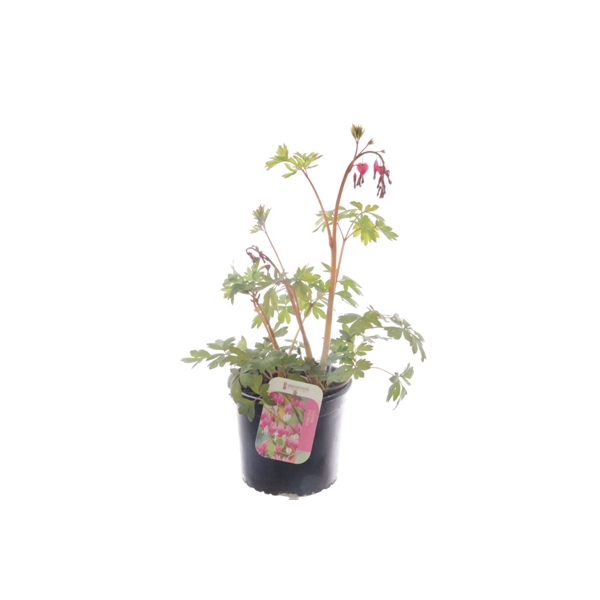 <h4>Dicentra spectabilis</h4>