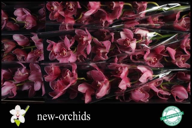 <h4>CYMB T MONICA</h4>