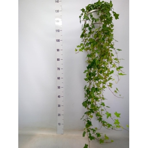 Hedera helix 'Pittsburgh'