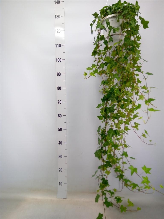 <h4>Hedera helix 'Pittsburgh'</h4>