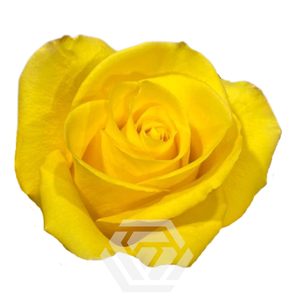 R GR YELLOW SUMMER