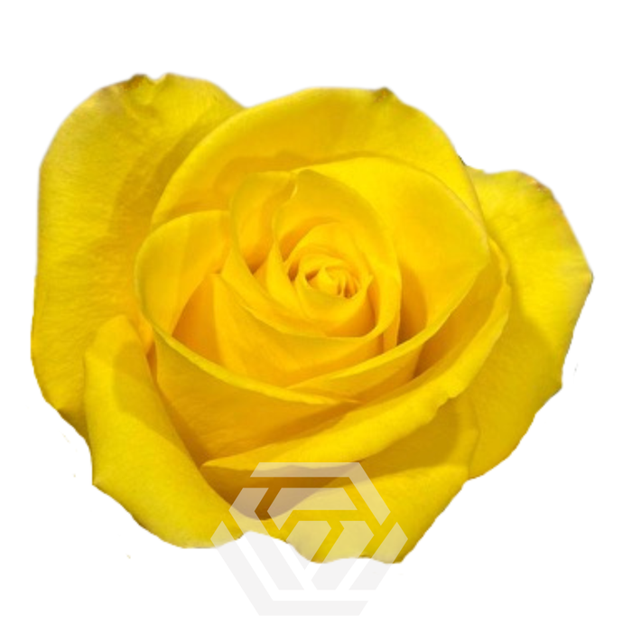 <h4>R GR YELLOW SUMMER</h4>