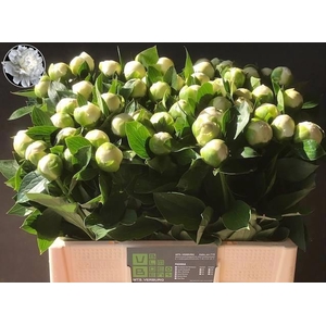 PAEO L DUCHES D NEMO