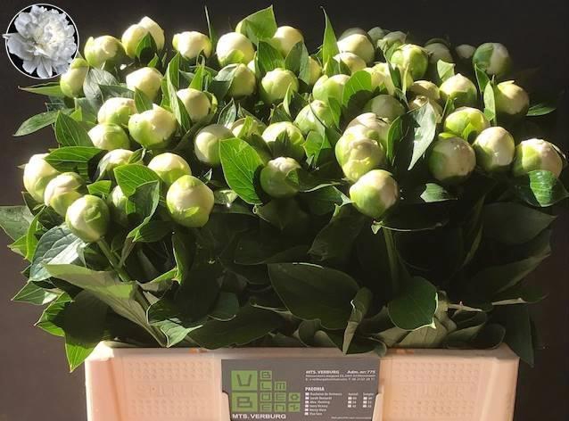 <h4>PAEO L DUCHES D NEMO</h4>