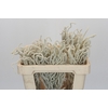 Amaranthus Yearming Desert