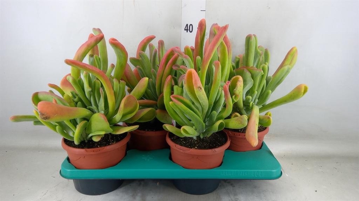 <h4>Kalanchoe NF   ...</h4>