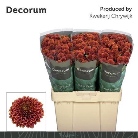 <h4>Chr San Aaa Doria Ch</h4>