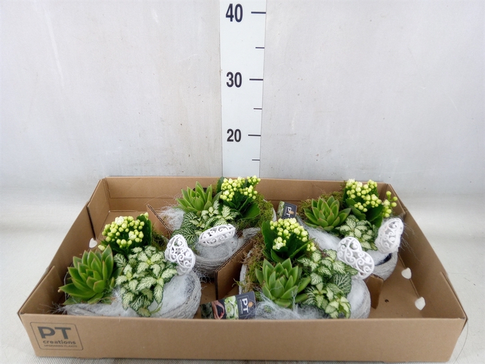 <h4>Arr.   Planten L%</h4>