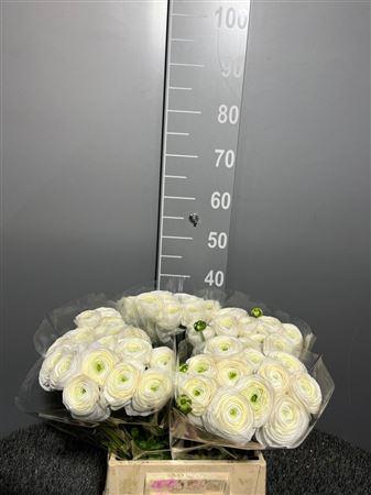 <h4>Ran Suc 1st White</h4>