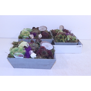 ARR SEMPERVIVUM