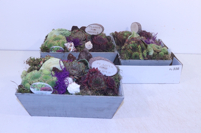 <h4>ARR SEMPERVIVUM</h4>