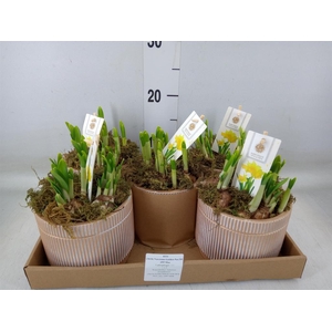 Arr.  Narcissus Tete Tete H%