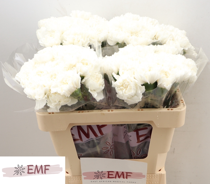 <h4>DI ST HOLLY</h4>