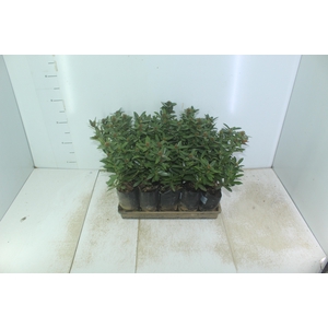 IXORA MINI VERMELHO SAQ 30