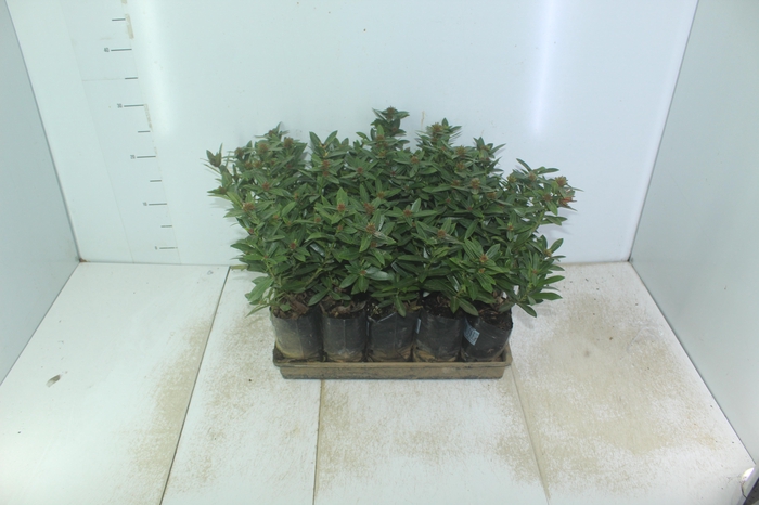 <h4>IXORA MINI VERMELHO SAQ 30</h4>