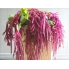 Amaranthus Caudatus Love Lies Bleeding