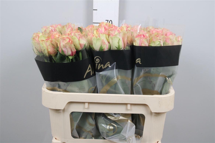 <h4>R Gr Fiesta+</h4>