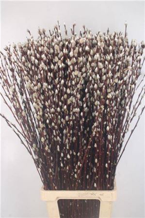 <h4>T Salix Magical Silver100cm</h4>