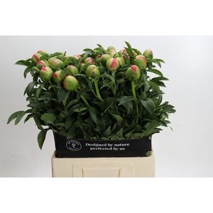 Paeonia coral sunset XXL