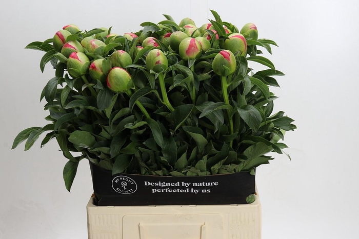 <h4>Paeonia Coral Sunset Xxl</h4>