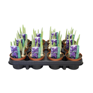 Bol op pot Iris Pixie (Paars)