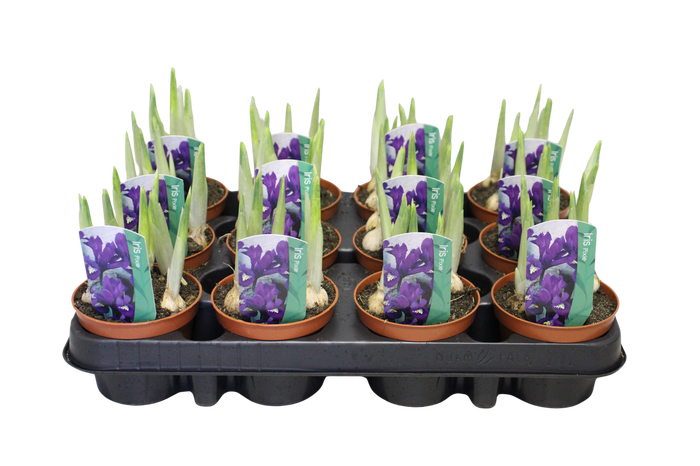 Bol op pot Iris Pixie (Paars)