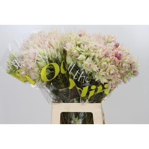 Blushing Bride 6/9 Flowers
