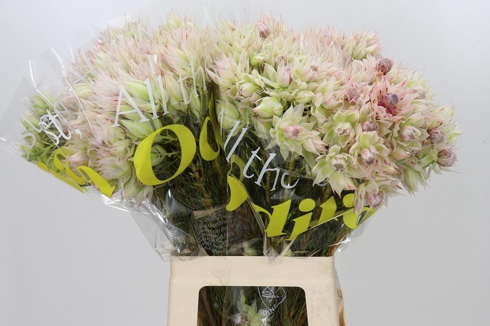 <h4>Blushing Bride 6/9 Flowers</h4>