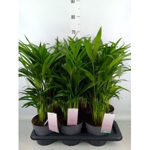 Dypsis lutescens   ...Chrysalidoca