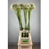 ALLIUM MOUNT EVEREST