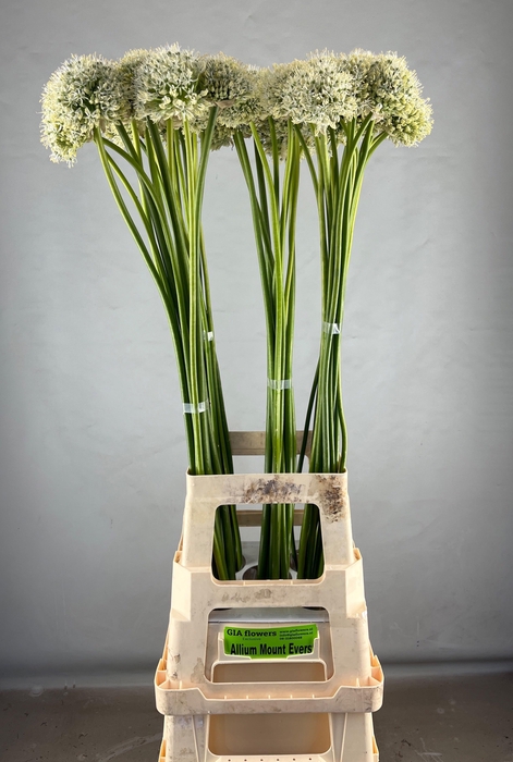 ALLIUM MOUNT EVEREST